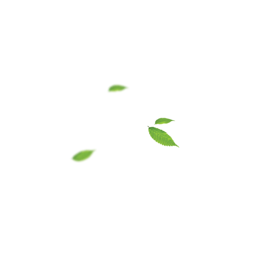 leaves